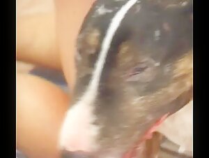 My husband brought another dog home to fuck me