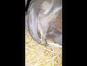 My neighbor and her cow