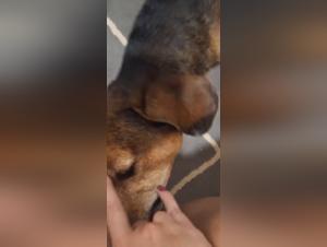 Myzoowife: the bestial passion revealed