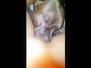 Naughty dog   under the covers