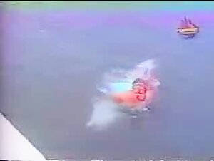 Naughty dolphin and his exciting tail