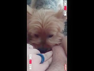Neighbor dog eats her pussy with delight