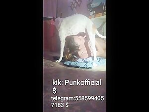 New bestiality amateur videos