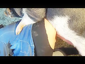 New Bestiality Movies Compilation 2023 - July