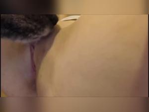 Nocturnal Delights: Animal Sensations Hunt