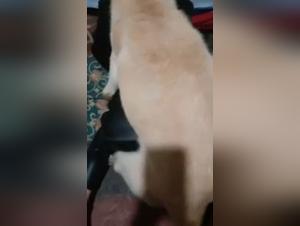 Obscene Delights: Women and Animals in Sexual Orgies