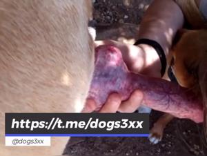 Obscene Revealings: The Darkest of Animal Fetishes