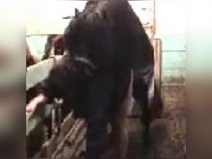 Obscene world of the Horse Fuck Far