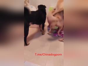 Oriental fantasies: canine sex exploited