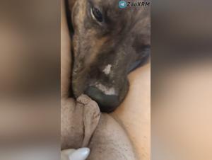 Passionate Licking: Girls & Dogs in Sexual Exploit