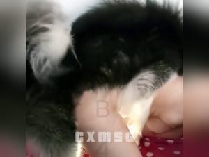 phonk edits: animal girls - a prohibited delight