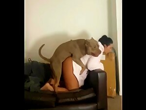 Pitbull female dog Doggy Style on the Couch