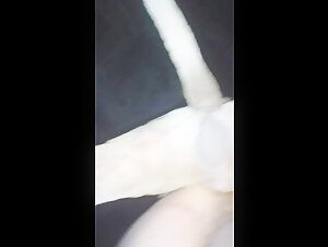 Pitbull sex man: A story of shocking bestiality