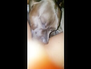 Pitbull vs Pussy: An Explosive Encounter