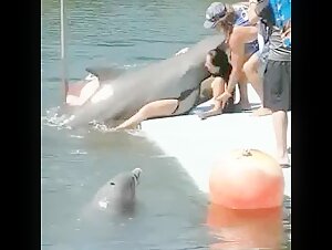 Playful dolphin