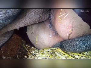 Porcine sadists: Animal rampage