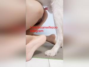 Porn zoo: wild and irresistible bestialism