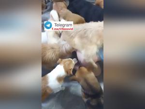 Primitive Desire: First Female Fuck with Dog