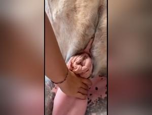 Prohibited delight: the glory of cattle