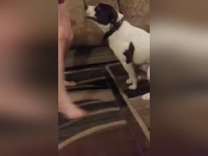 Prohibited delight: the wild entine of an old whore and her dog