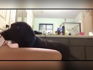 Prohibited delights: brutal zoophilia in action