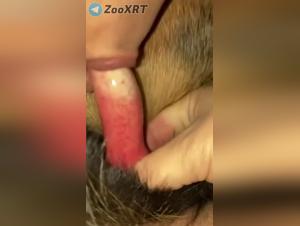 Prohibited delights: family dog   and sex