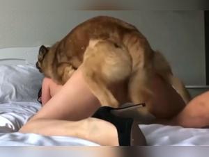 Prohibited delights: the secret world of knotting with female dogs