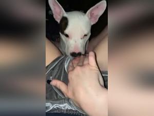 Prohibited desires: dog and wild sex revealed