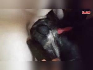 Prohibited kiss: German Shepherd Feral and gay gay Incandescent