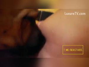 Prohibited kisses: dog dogs and desires