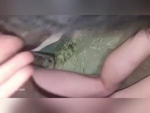 raw reality: hardcore zoophilia and rd