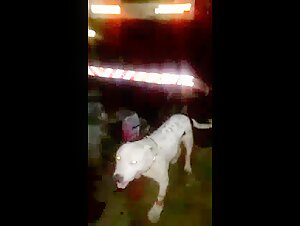 Ready for a dog meeting