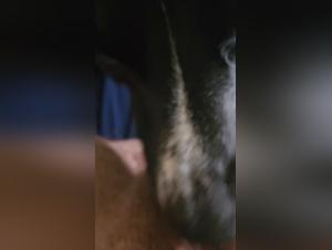 Rexation animalities: feverish pleasures