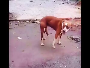 Rock Hard: Fiery Dog