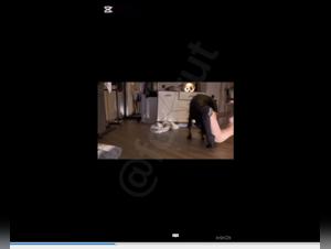 Russian canine submission