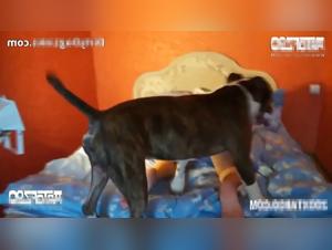 Russian passion fratricide: animal abuse and debauchery