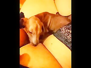 Russian Woman and Dog