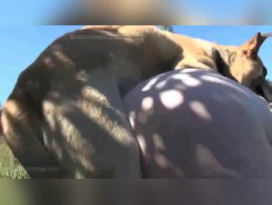 Rustic Beastly Delights: A journey into the heart of wild animal sex