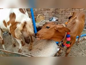 ruthless feline, wild desire