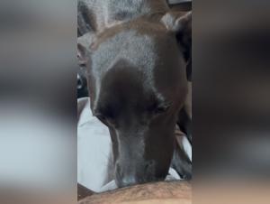 sapna, canine dominatrix, bestial sexual orgies