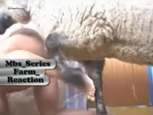 sapnasex: where the border between human and animal fades