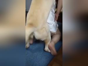 Satin dresses & Wild animal desire