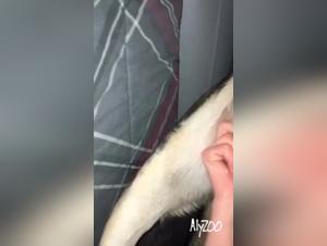 Satisfy the wild inner animal