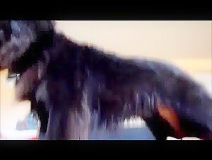 Savor a unique beastly experience with our dog sex video