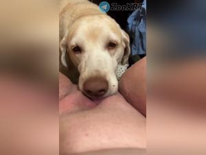 Sensual bestiality: a whore and his dog