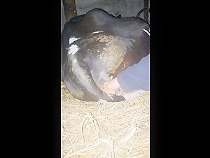 Sensual cow gets touched during the night