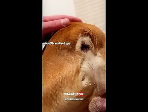 Sex Dog 2024: The Whore and Her Dog