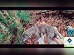 Sex with dog in extreme forest