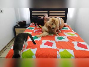 Sex with dogs - XXX animal