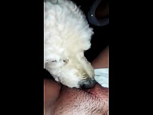 Sexpot on AnimalTube: Slut gets fucked by dog   on camera